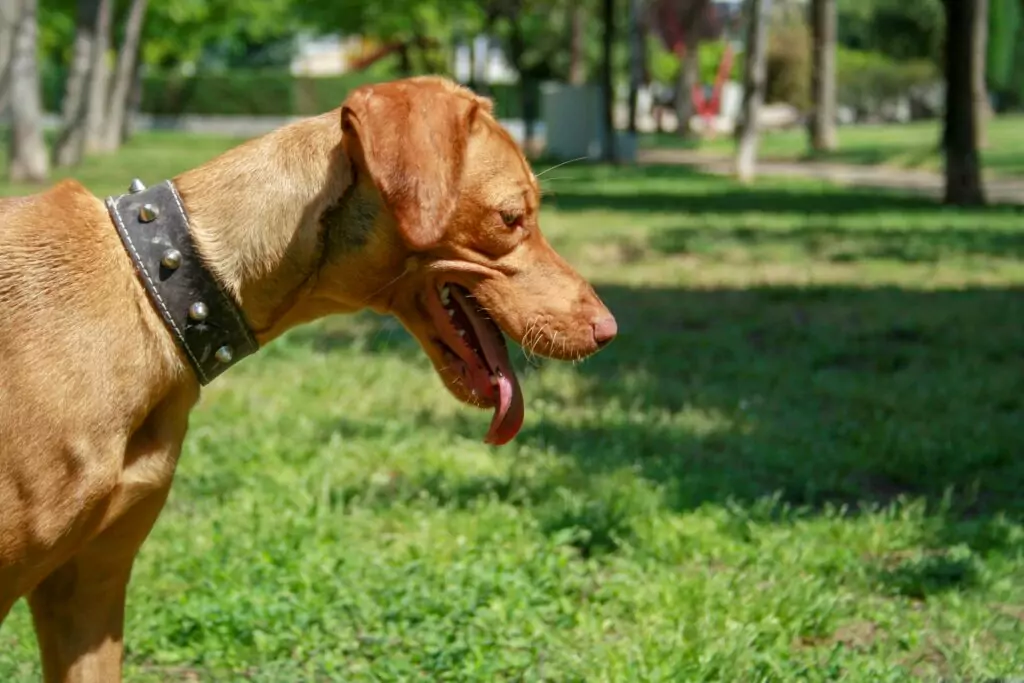 Moving to Valencia with pets